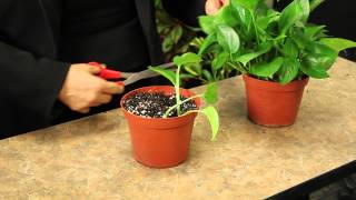 Propagating Pothos Plants  Gardening amp Plant Care [upl. by Pineda]