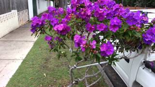 Tibouchina semidecandra flowers  princess flower  lasiandra  glory bushes HD 09 [upl. by Siloam475]