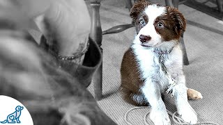 Teaching Your Puppy To Listen To You  Puppy Training Secrets [upl. by Hyps]