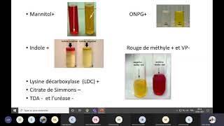 Les enterobactéries1 [upl. by Sila501]
