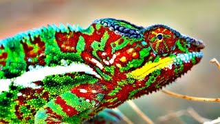 How Do Chameleons Change Color [upl. by Martinic441]