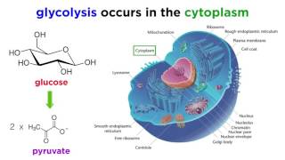 Cellular Respiration Part 1 Glycolysis [upl. by Fairman]