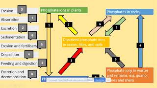 3541 Phosphorus cycle AQA A level Biology [upl. by Nairdad]