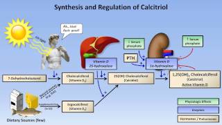 Calcium and Phosphate Metabolism [upl. by Peednam]