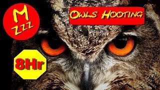 Owls Hooting 8 Hours  ASMR of Owls Hooting  Spend the Night with Owls Hooting  Royalty Free [upl. by Libb18]