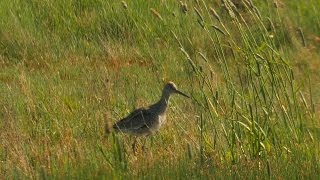 Conserving Prairies for Grassland Birds [upl. by Ariajay278]