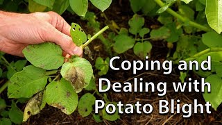 How to Save your Potato Crop if you get Blight [upl. by Eikin]