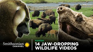 14 JawDropping Wildlife Videos  Smithsonian Channel [upl. by Sunny347]