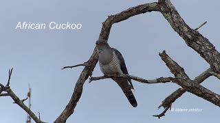 African Cuckoo call [upl. by Mathre]