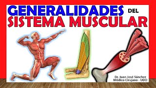 🥇 SISTEMA MUSCULAR Clasificación Tipos y Generalidades [upl. by Percival793]