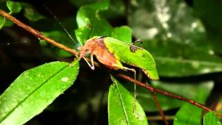 True Facts About The Leaf Katydid [upl. by Sakovich340]