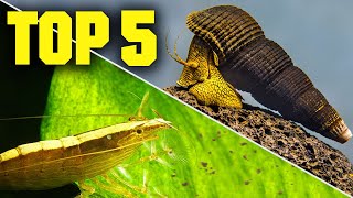 Top 5 Shrimp Snails amp Crabs for Your Aquarium [upl. by Nylaras416]