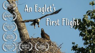 An Eaglets First Flight [upl. by Akiemahs]