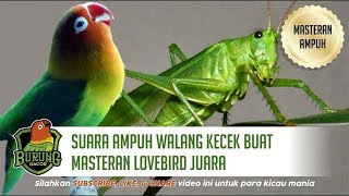 SANGAT AMPUH Walang Kecek Buat Masteran Lovebird Juara Full 1 Jam [upl. by Ecyle]