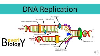 DNA replication [upl. by Iona]