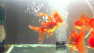 Goldfish Spawning Behavior [upl. by Quillan]