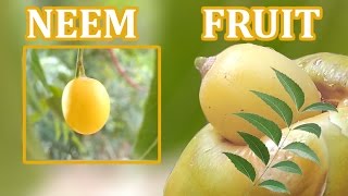 NEEM FRUIT  neem seed  neem oil  full details [upl. by Lilas]