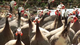 Hechos del Agro  Crianza de gallinas de guinea [upl. by Aprile]