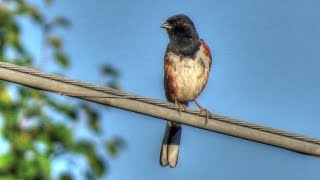 Eastern Towhee Song  Drink Your Tea [upl. by Marris]