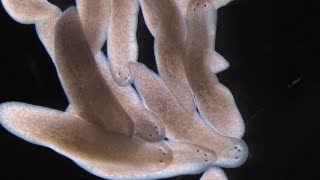 What Planarians Are Revealing About the Rules of Regeneration [upl. by Neerod565]