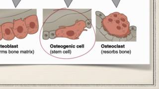 Bone Cells [upl. by Caputto]