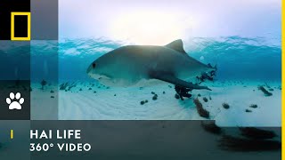 HAI LIFE  360° Begegnung mit Tigerhaien  NatGeo Wild  National Geographic HD [upl. by Manvil]