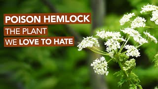 Poison Hemlock — The Plant We Love To Hate [upl. by Kendal]