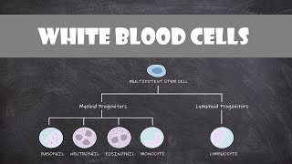 Cells of the Immune System PART I  GRANULOCYTES FLImmuno02 [upl. by Airednaxela]