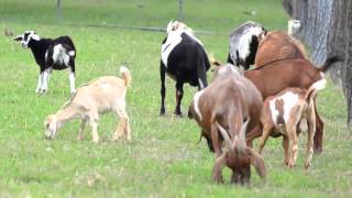 On The Farm  Educational Video by abcteach [upl. by Yliab970]