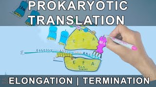 Prokaryotic Translation  Elongation and Termination [upl. by Appleby]