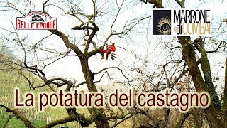 La potatura del castagno [upl. by Ladd697]