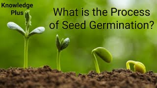 What is the Process of Seed Germination Seed germination explained I How do Seeds Grow [upl. by Elden]