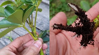 How to grow Schefflera plant from cuttings  Propagate the Schefflera plants  Umbrella Tree [upl. by Togram]