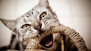 How to Deal with Tail Biting  Cat Care [upl. by Marijane]