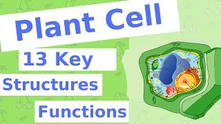 The Plant Cell  13 Key Structures [upl. by Reifnnej453]