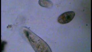 Exocytosis in Paramecium [upl. by Mirna721]