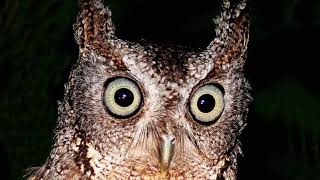 Eastern Screech Owl  Sound Call Sound Voice Hooting And Other Noises Made by the Bird [upl. by Hnaht]