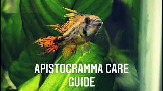 Apistogramma Care Guide  Apistogramma Cacatuoides Cockatoo Dwarf Cichlid [upl. by Anoo]