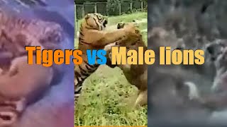 Male lions vs Tigers Ultimate Defeats Compilation 2022 HD real interactions 🦁vs 🐯 Recommended [upl. by Romo746]