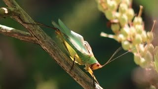 Katydid Stridulating [upl. by Leinnad]