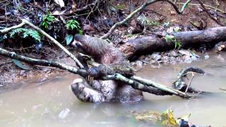 Brownthroated Threetoed Sloth rainforest bath and quick escape [upl. by Osborne94]