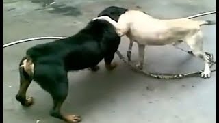 Rottweiler Attacks a Dog [upl. by Pharaoh586]