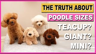 POODLE SIZES THE TRUTH ABOUT TEACUP amp GIANT POODLES The Poodle Mom [upl. by Einej877]