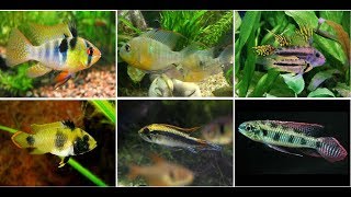 Beautiful Dwarf Cichlids Fish For Aquarium [upl. by Matheson255]