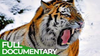 Wildlife  Episode 1 Tiger Lion Leopard amp Jaguar  The Four Big Cats  Free Documentary Nature [upl. by Cooe301]