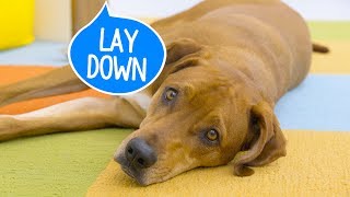 How to Teach a Dog to Lay Down  Chewy [upl. by Annailuj516]