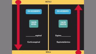 Médula espinal Vías ascendentes y descendentes [upl. by Waller]