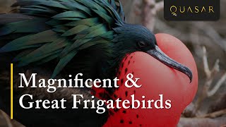 Magnificent amp Great Frigatebirds Footage In The Galapagos from Quasar [upl. by Merth265]