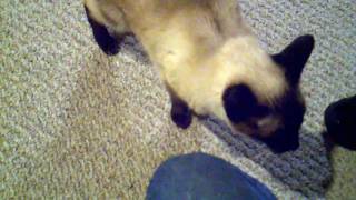 Meowing Siamese Cat [upl. by Karia]