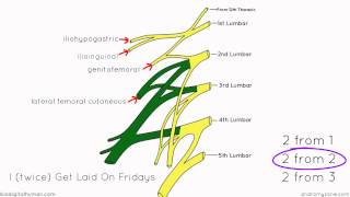 Lumbar Plexus  Structure and Branches  Anatomy Tutorial [upl. by Eimaral]